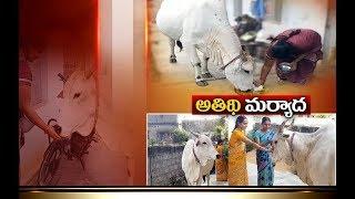 A Cow Getting Poojas Like Deities | at Tiruvuru | in Krishna District | ETV Special Story