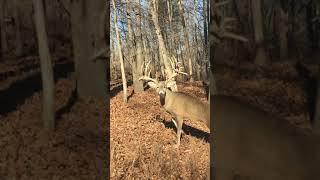 Unbelievably Close to a HUGE Whitetail Buck!