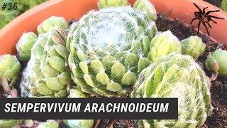 SEMPERVIVUM ARACHNOIDEUM | Siempreviva de Arañas 