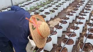 hidroponia o agricultura orgánica ¿cual es más viable?