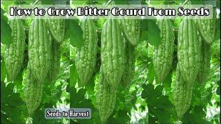 How to Grow Bitter Gourd From Seeds at Home || Easy for beginners by NY SOKHOM