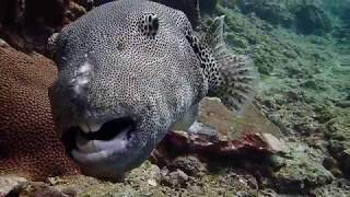 Starry Pufferfish