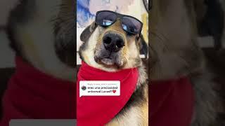 #puppylove #dog #doglover #fyp #perrosgraciosos #fypシ #perrostiktokers #trending #videoviraltiktok