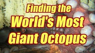 Finding the World's Most Giant Octopus