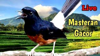 Suara burung Masteran Murai Batu Juara| Masteran Burung Lomba| Murai Merdu kicau suara burung cendet