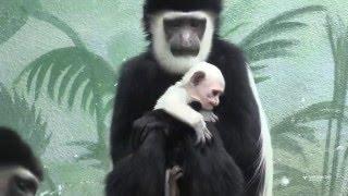 Baby Guereza colobus monkey named Ziggy at Saint Louis Zoo