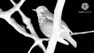 The Eerie Song of the Hermit Thrush slowed down