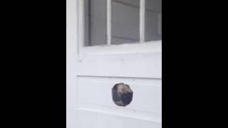 Cute Funny Pug Trapped in House