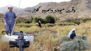 Daily Routine of a [Resident Evil 4] Farmer  #Dahmardeh Gulzar #mujtaba vlog