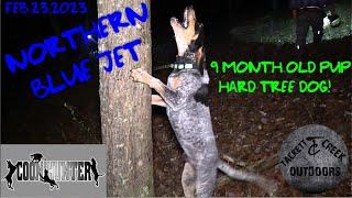 COON HUNTING with Tiimmy Ayers' 9 month old JET 5 blue dog