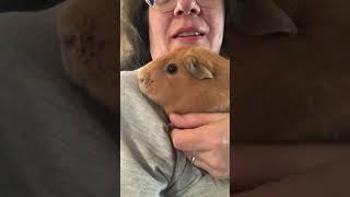 Kaye's Guinea Pigs is live!