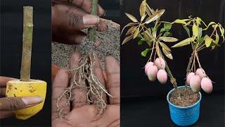 How to propagate mango tree from cuttings || grow mango tree cutting