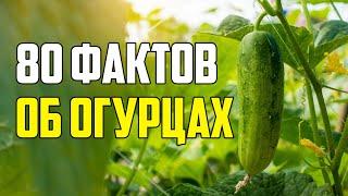 80 ИНТЕРЕСНЫХ ФАКТОВ ОБ ОГУРЦАХ