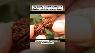 top quality nepali 11 mukhi gauri shankar rudraksha #youtubeshorts #shorts #rudraksha