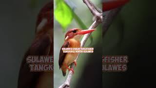 Sulawesi-dwarf Kingfisher