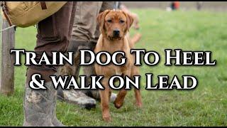 Train Your Dog to Heel & Walk on Lead