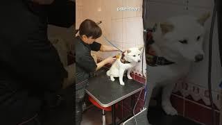 Groomer Patiently Calms Angry Dog | Shorts