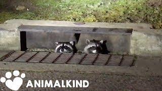 Sneaky raccoons compilation | Animalkind