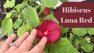 Hibiscus Moscheutos Luna Red  || I HAVE A PLANT PROBLEM!  ||