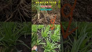 부추 빨리 굵게 키우려면 가을 되기전 지금 이렇게 심으시면 평생 부추 걱정 없어요 #부추농사