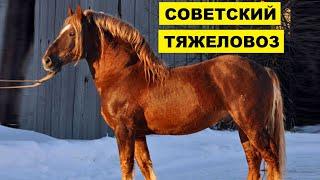 Лошади Советский тяжеловоз особенности породы | Коневодство | Лошади породы Советский тяжеловоз