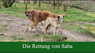Hunderettung: Die Rettung von Saba