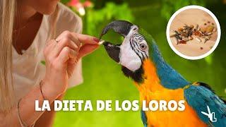 ¿QUÉ COME UN LORO? - Alimentación de las Aves Psitácidas