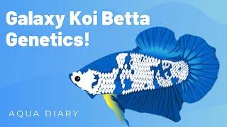 Galaxy Koi Betta Fish: Colors, Patterns, Genetics And Breeding Secrets