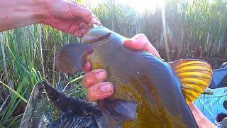 A LARGE TENCH LAYS OUT A FLOAT!!! Fishing in summer with a fishing rod