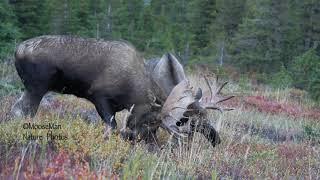 Aggressive Young Bull Moose Sparring/Fighting