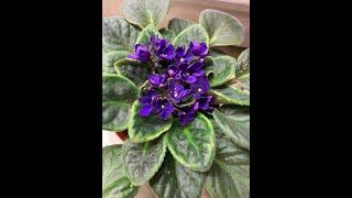 HOW TO MAKE AFRICAN VIOLETS BLOOM AND GROW FASTER, Have an overall healthier look #africanviolets