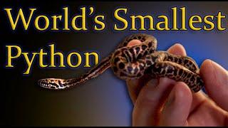 The Smallest Python In The World | Children's Python, Spotted Python Care Guide