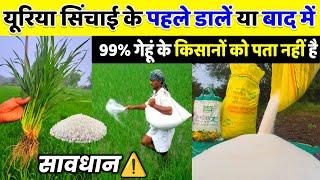 गेहूं में यूरिया खाद कब डालेंयूरिया खाद सिंचाई के पहले डालें या बाद में | Gehu me uriya khad