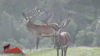 Red Stags 400-450 SCI New Zealand Hunting