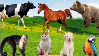 Playful Animals: Parrot, Dog, Cat, Bear, Horse - Animal Sounds