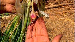How to PLANT I'ITOI multiplier onions (and why they are so cool!)
