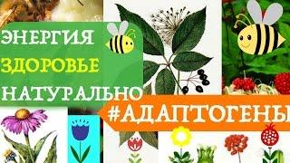 АДАПТОГЕНЫ: ЭНЕРГИЯ И ЗДОРОВЬЕ БЕЗ ВРЕДА? ЛУЧШИЕ АДАПТОГЕНЫ
