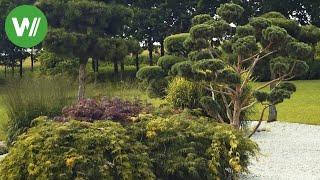 Der asiatische Garten - Bonsai, Bambus und Wasser - Planung und Umsetzung