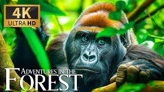 Adventures in the Forest 4K HDR   Discovery of Colorful Animal Life with Soothing Piano Music 