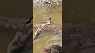 The turtle pulls the duck's leg