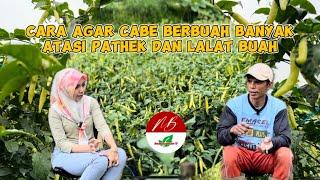 Cara Agar Cabe Berbuah Banyak Atasi Pathek dan Lalat Buah