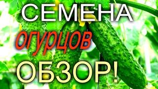 ОБЗОР//СЕМЕНА ОГУРЦОВ//СОРТА  ДЛЯ ТЕПЛИЦЫ// //МОЯ ЛЮБИМАЯ УСАДЬБА