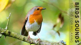 Birds Singing - Relaxing Bird Sounds Heal Stress, Anxiety and Depression, Heal The Mind