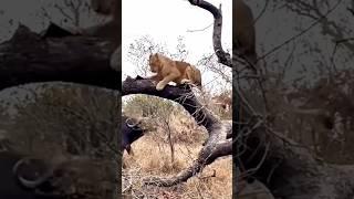 Fearful: Lions' Flight to Trees Amid Buffalo's Wrath
