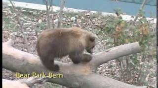 Bears in Bern