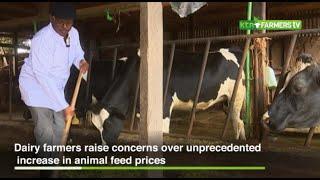 Animal Feed Crisis in the dairy sector -