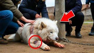 Rescuers Found THIS Dog Chained And Dying, But 6 Months Later? I Can't Stop CRYING!