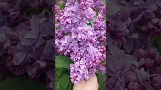 Подскажите сорт.Красота #цветы #сирень #весна #дача#сад