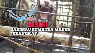 Heboh! Harimau sumatra masuk perangkap lagi, gantung ciri kab.solok sumbar