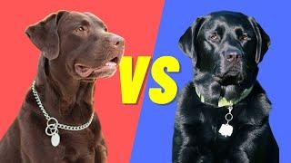 Black Lab Vs Chocolate Lab - Compare and Contrast the popular labs